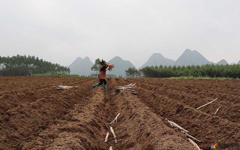 耕种姐姐那片肥沃土地的别样体验